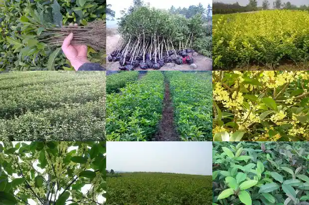 桂花树价格(大桂花简易设施栽培试验研究)1684195776372