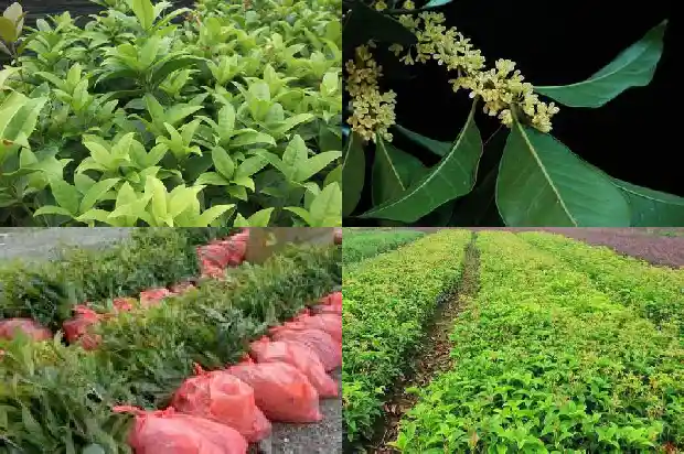 桂花树价格(大桂花简易设施栽培试验研究)1684195776450