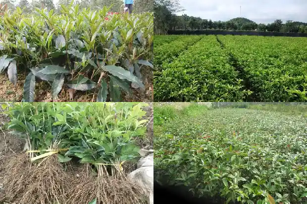 桂花树价格:观赏型特长桂花树温室栽培技术1684282146622