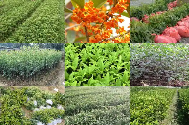 桂花树价格:观赏型特长桂花树温室栽培技术1684282146701