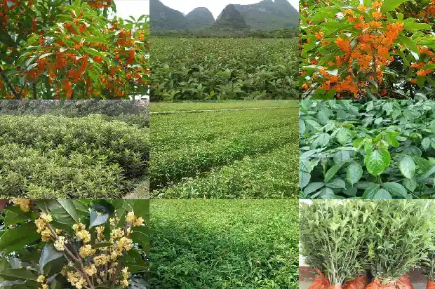 桂花树价格-生产甜桂花快速致富的关键技术和方法1684368542612