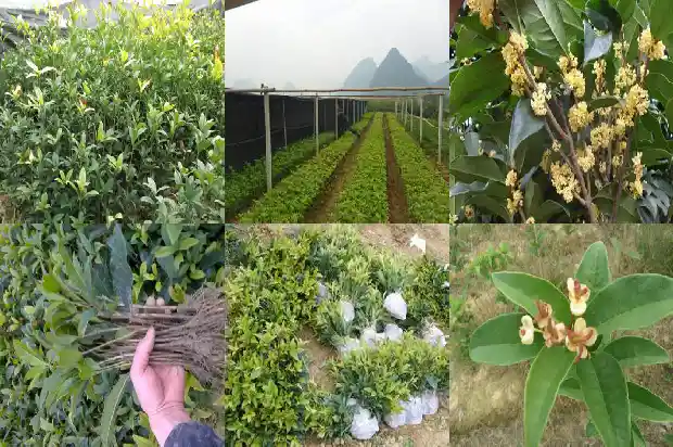 桂花树价格-生产甜桂花快速致富的关键技术和方法1684368542689