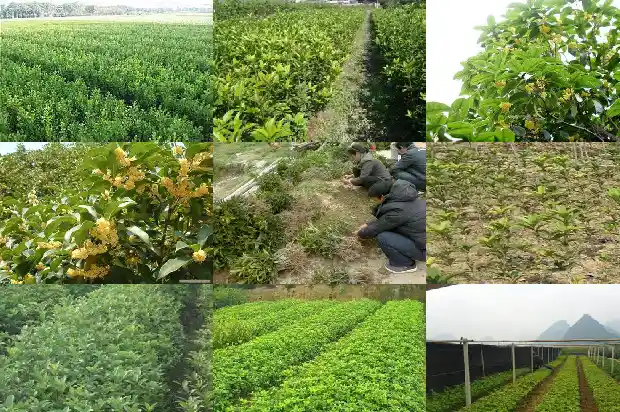桂花树价格-生产甜桂花快速致富的关键技术和方法1684368542768