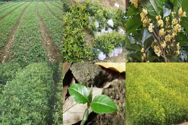 桂花树价格-现代农业桂花栽培探讨1684454951141