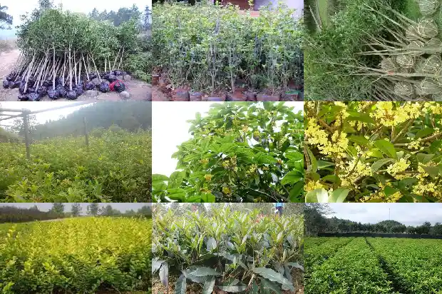 桂花树价格-现代农业桂花栽培探讨1684454951220