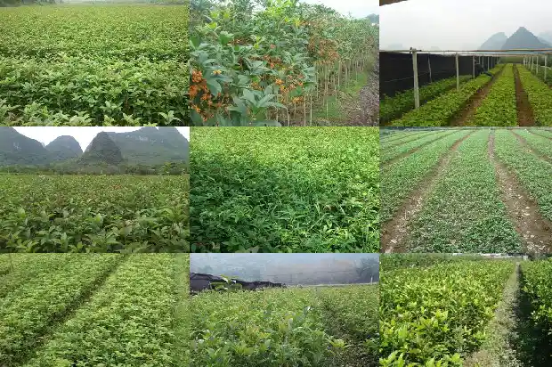 桂花树价格-现代农业桂花栽培探讨1684454951300
