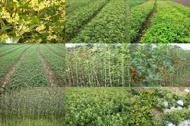桂花树价格_桂花基质栽培技术规程1684832228084