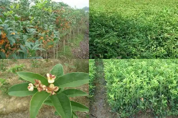 桂花树价格_桂花基质栽培技术规程1684832228162
