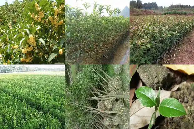 桂花树价格_桂花基质栽培技术规程1684832228242