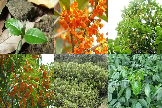 桂花树价格_桂花基质栽培技术规程1684832228318