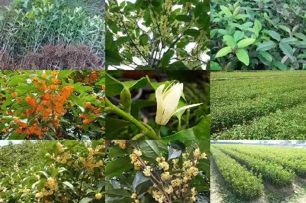 桂花树价格_桂花基质栽培技术规程1684832228397
