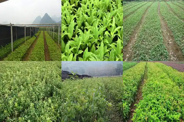 桂花树价格_桂花基质栽培技术规程1684832228474