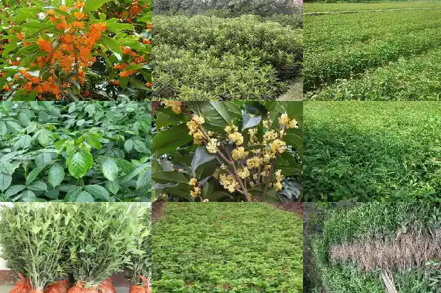 桂花树价格-微量元素Mo对宝坻桂花树生长的影响研究1684973352988