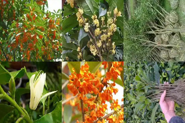 桂花树价格-微量元素Mo对宝坻桂花树生长的影响研究1684973353068