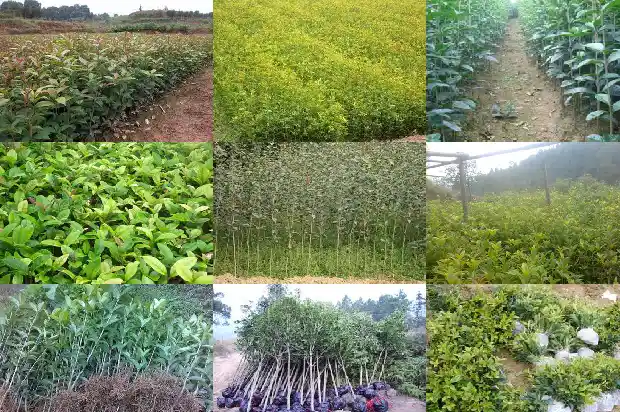 桂花树价格-微量元素Mo对宝坻桂花树生长的影响研究1684973353148