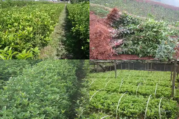 桂花树价格-微量元素Mo对宝坻桂花树生长的影响研究1684973353227