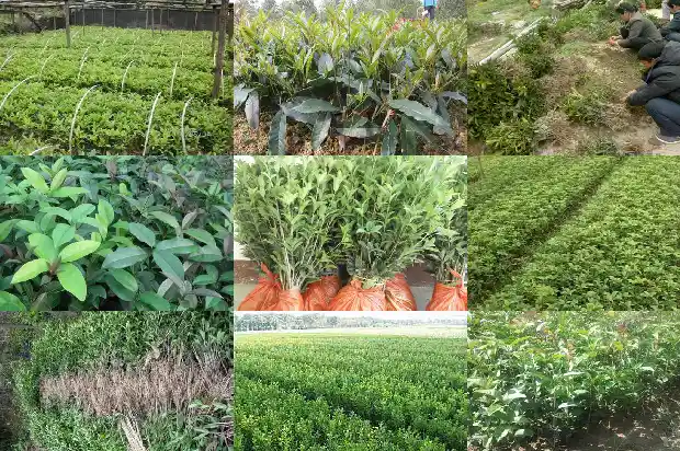 桂花树价格-微量元素Mo对宝坻桂花树生长的影响研究1684973353307