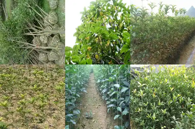 桂花树价格-微量元素Mo对宝坻桂花树生长的影响研究1684973353387