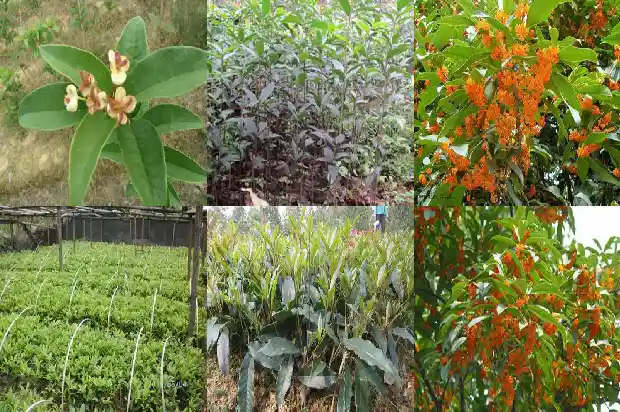 桂花树价格[温室桂花种植后主要病害防治]1685146151524