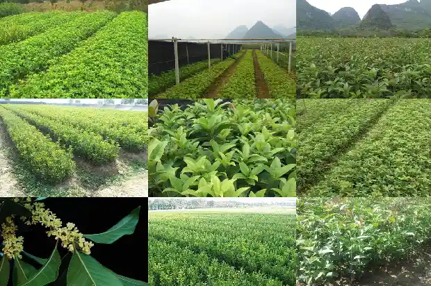 桂花树价格[温室桂花种植后主要病害防治]1685146151604