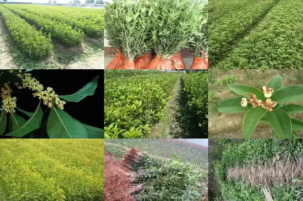 桂花树价格[温室桂花种植后主要病害防治]1685146151843