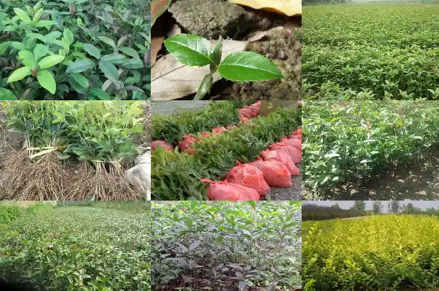 桂花树价格[温室桂花种植后主要病害防治]1685146151923