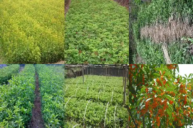 桂花树价格(周博士考察拾零（六十四）一种可复制能盈利的连栋温室桂花生产技术模式)1685232533981