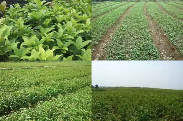 桂花树价格[设施大桂花果实发育过程中主要营养成分含量变化的研究]1685405334228