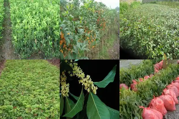 桂花树价格[设施大桂花果实发育过程中主要营养成分含量变化的研究]1685405334307