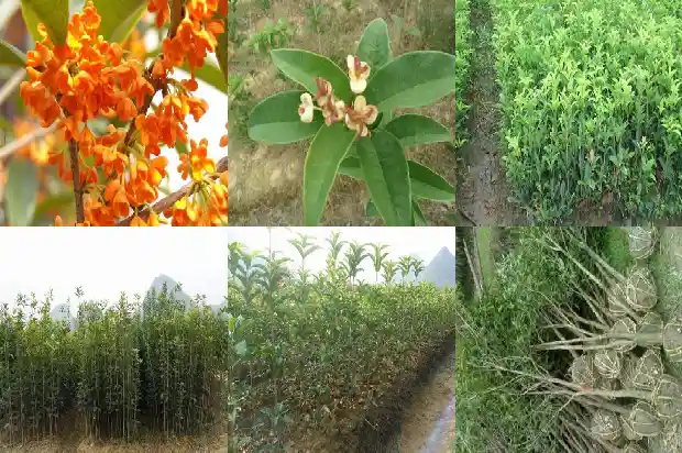 桂花树价格[设施大桂花果实发育过程中主要营养成分含量变化的研究]1685405334385