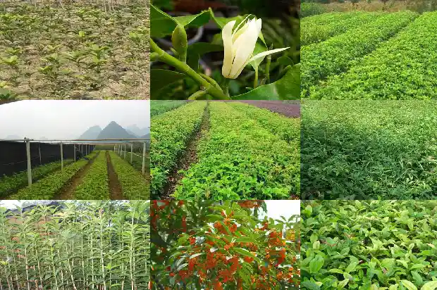 桂花树价格[基层桂花树技术推广的现状及对策]1685491735361