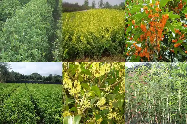 桂花树价格:桂花树种质资源农艺性状的主成分及聚类分析1685578138802