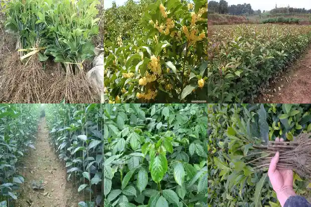 桂花树价格:桂花树种质资源农艺性状的主成分及聚类分析1685578138881