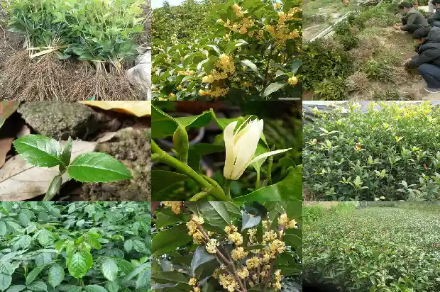 桂花树价格:桂花树种质资源农艺性状的主成分及聚类分析1685578139040