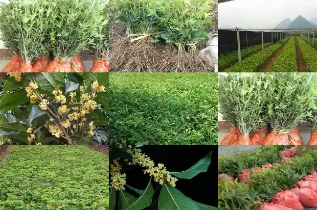 桂花树价格:秋冬设施桂花病毒病全程防治技术1685923741052