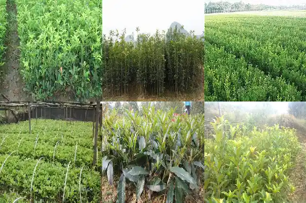 桂花树价格:秋冬设施桂花病毒病全程防治技术1685923741128