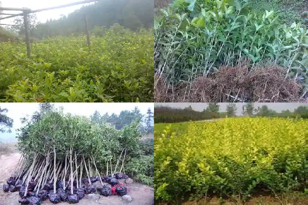 桂花树价格:秋冬设施桂花病毒病全程防治技术1685923741217