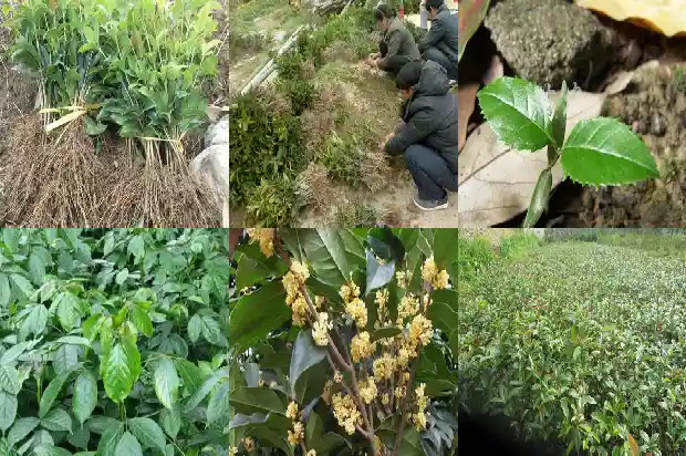 桂花树价格:秋冬设施桂花病毒病全程防治技术1685923741293